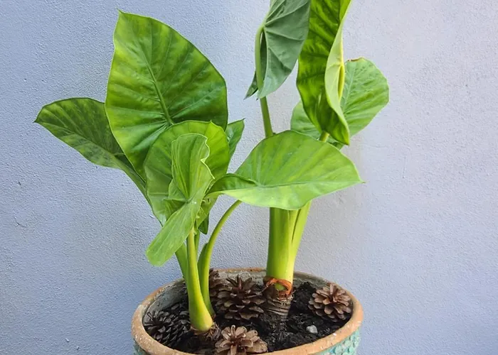 Guraziu 度假居 Durrës