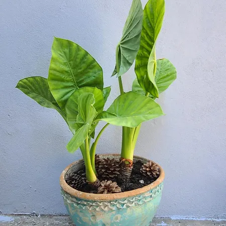 Guraziu Holiday home Durres